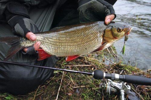 Как определить язя? Язь