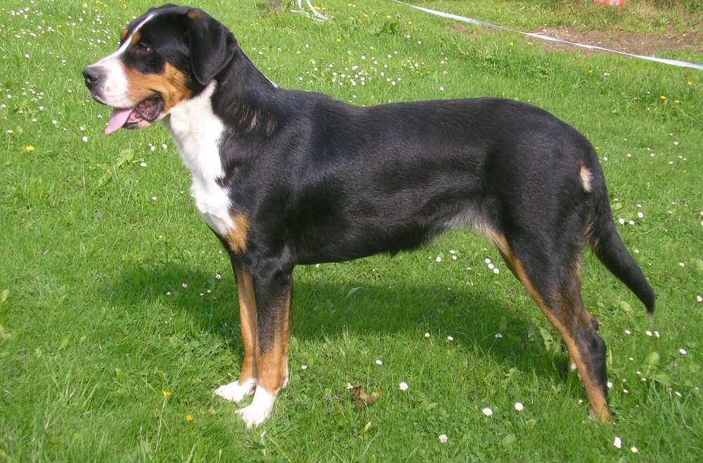 Швейцарский зенненхунд