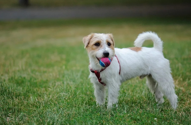 Джек Рассел терьер жёсткошерстный, гладкошёрстный, брокен и другие разновидности и окрасы породы