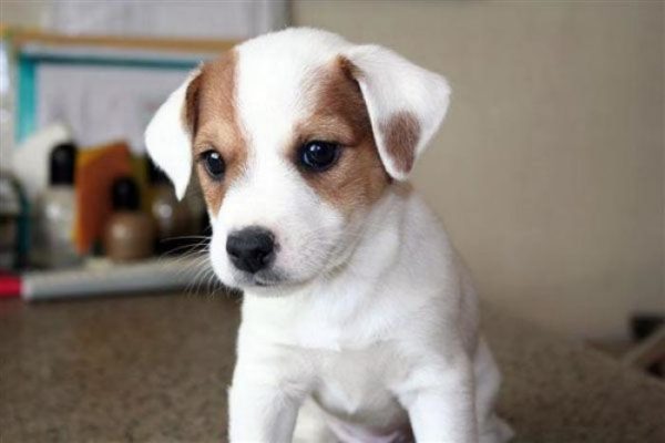 Джек Рассел терьер жёсткошерстный, гладкошёрстный, брокен и другие разновидности и окрасы породы