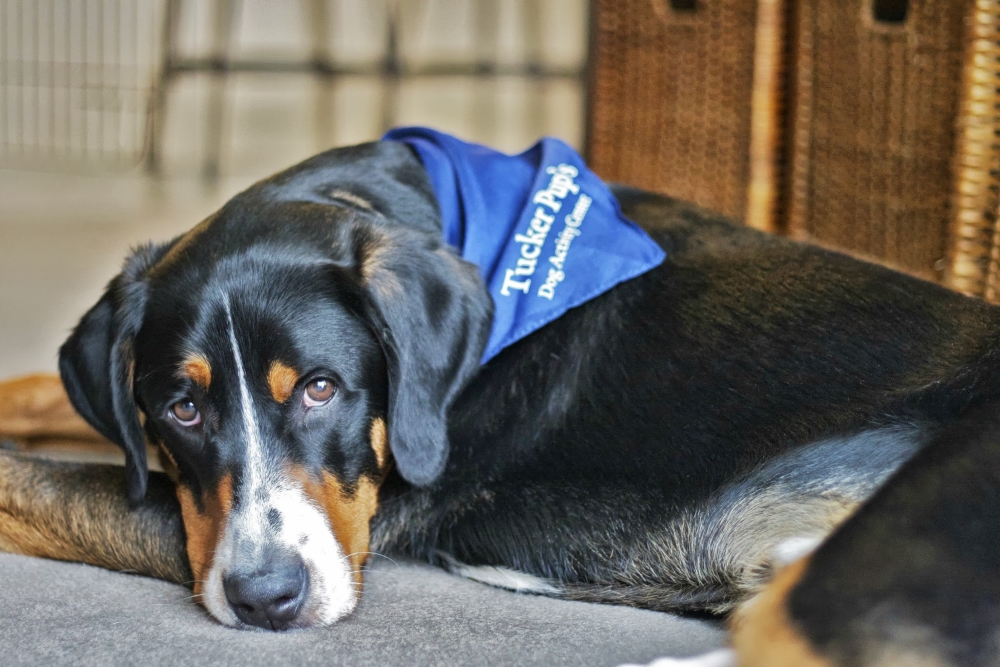 Швейцарский зенненхунд