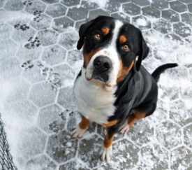 Швейцарский зенненхунд