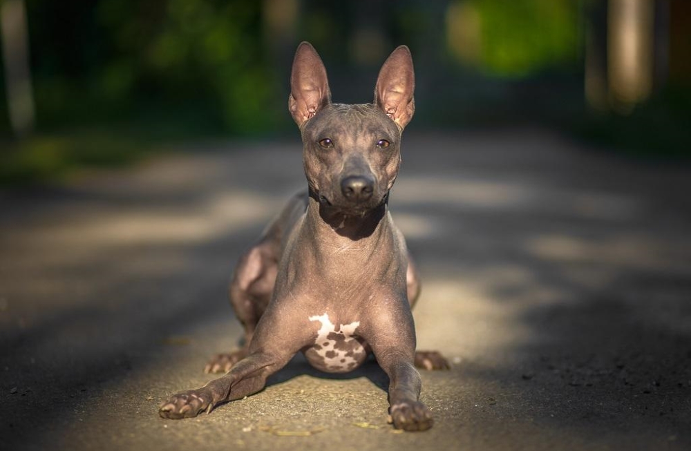 Голый терьер