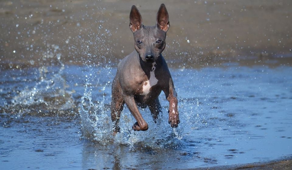 Голый терьер