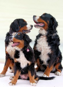 молодые зенненхунды