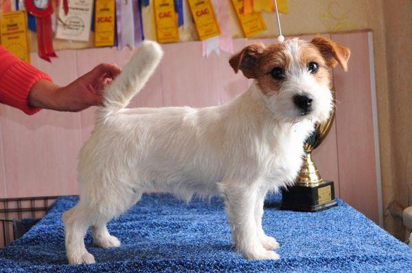 Жесткошерстных джек-рассел-терьеров необходимо регулярно расчесывать Жесткошерстных джек-рассел-терьеров необходимо регулярно расчесывать