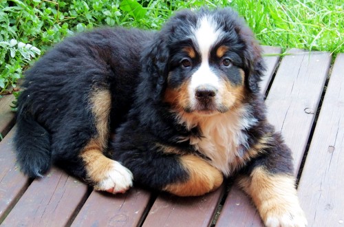 щенок зенненхунда 4 месяца