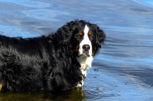 родственник ньюфаундленда