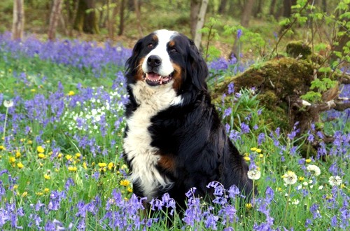 лесная прогулка