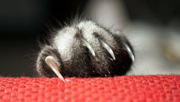 Удаление когтей у кошек: операция мягкие лапки