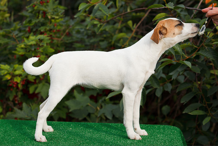 Джек Рассел терьер жёсткошерстный, гладкошёрстный, брокен и другие разновидности и окрасы породы