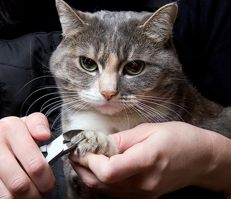 Удаление когтей у кошек: операция мягкие лапки