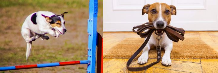 Терьер берет барьер