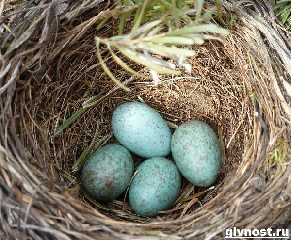 Образ жизни и среда обитания дрозда-птицы-12