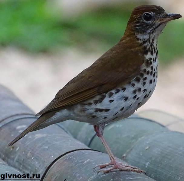 Образ жизни и среда обитания дрозда-13