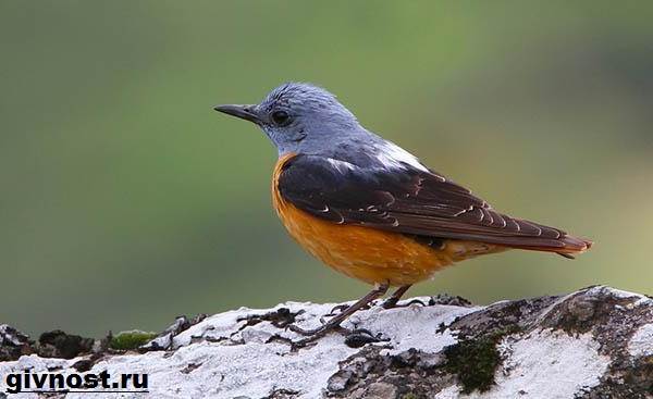 Дрозд-птица-дрозд-образ жизни-и-среда обитания-14