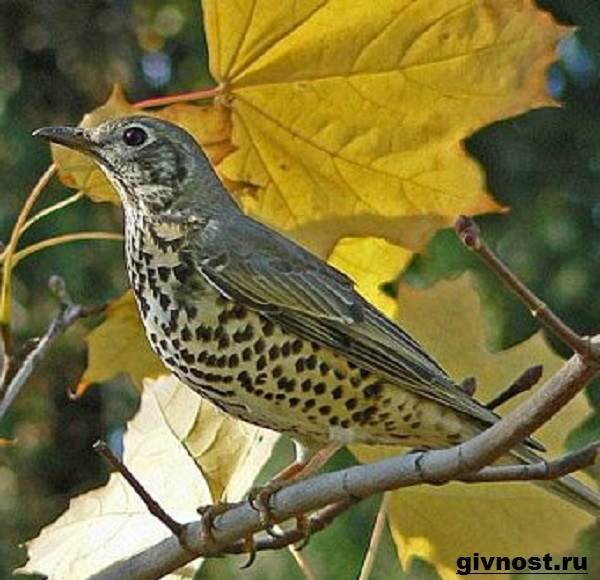 Дрозд-птица-дрозд-образ жизни-и-среда обитания-15