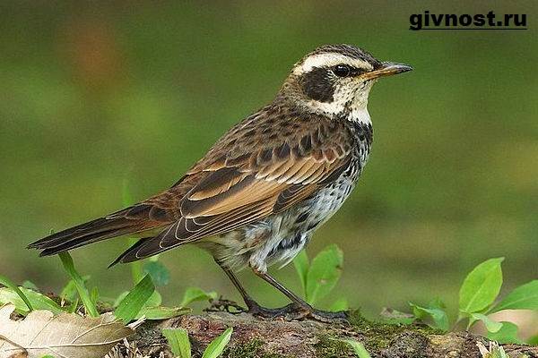 Образ жизни и среда обитания дрозда-птицы-2