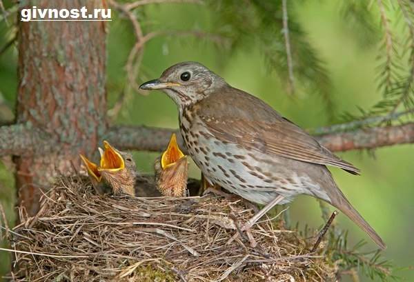 Образ жизни и среда обитания дрозда-птицы-3