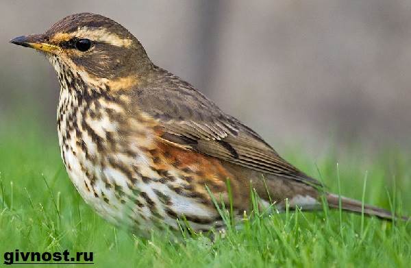 Образ жизни и среда обитания дрозда-птицы-7