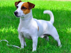 Внешний вид рассел-терьера