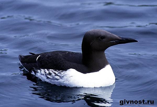 Кайра-птица-Образ-жизни-и-среда-обитания-птица-кайры-4