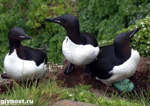 Кайра-птица-Образ-жизни-и-среда-обитания-птица-кайры-5