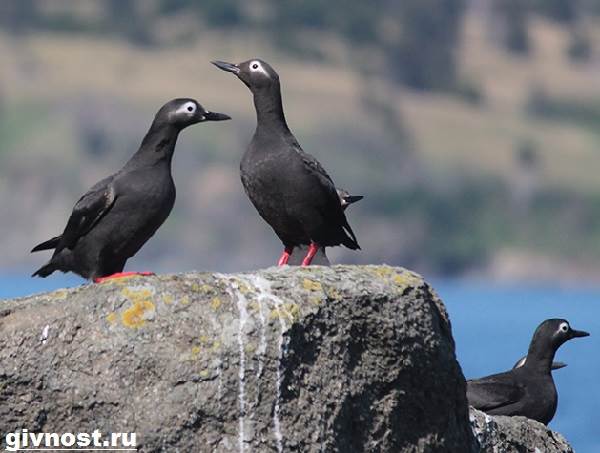 Кайра-птица-Образ-жизни-и-среда-обитания-птица-кайры-7