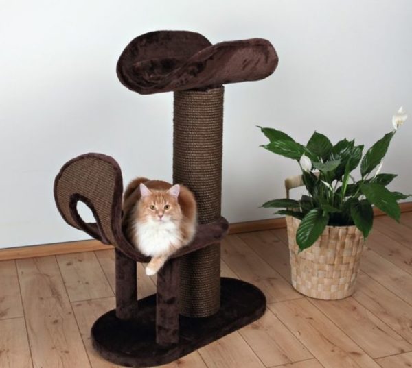 Удаление когтей у кошек: операция мягкие лапки