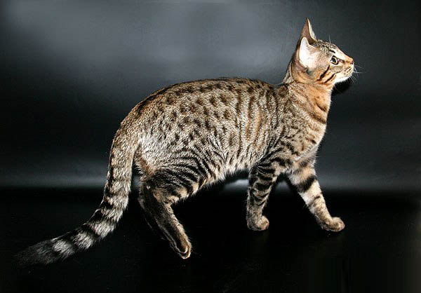 фото серенгети