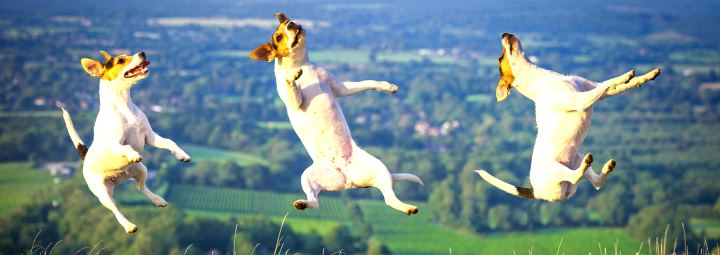 Рассел-терьер в прыжке