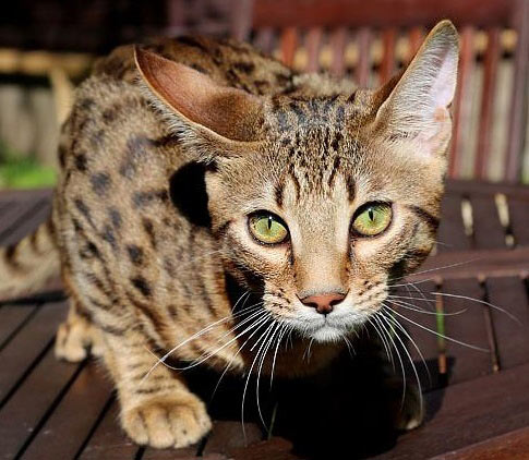 кошка серенгети