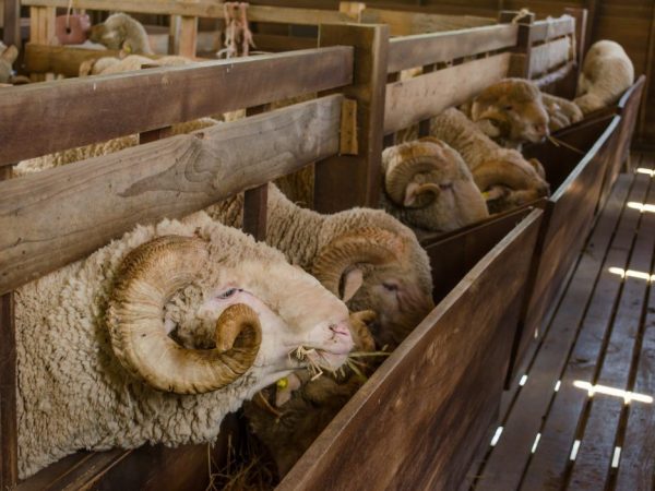 Внешний вид Советского мериноса