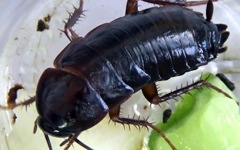 Большие черные тараканы в квартире: как избавиться от черных тараканов