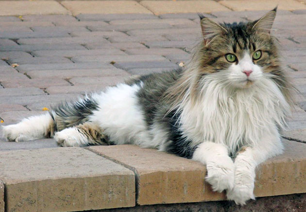 Мейн-куны довольно здоровы и редко болеют Мейн-куны довольно здоровы и редко болеют