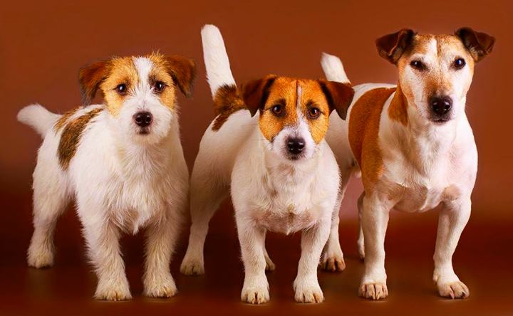 Три типа джек-рассел-терьера