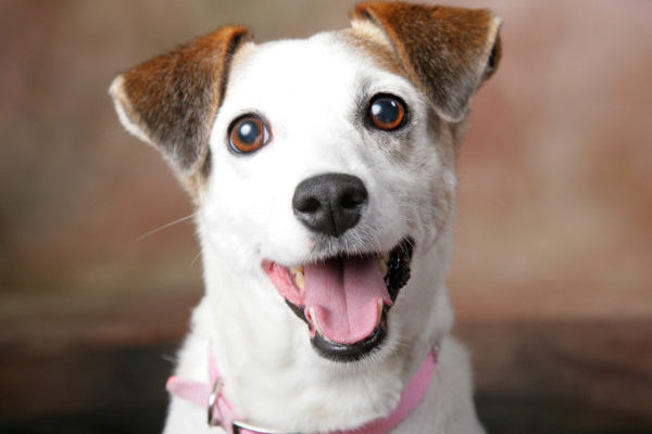 Джек Рассел терьер жёсткошерстный, гладкошёрстный, брокен и другие разновидности и окрасы породы