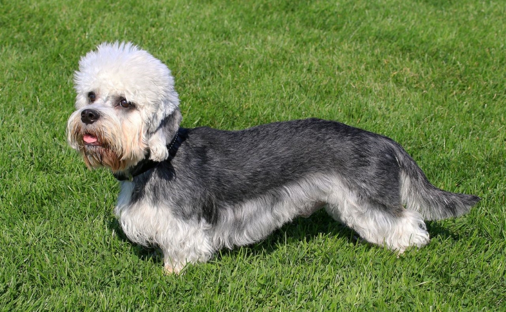 Денди терьер