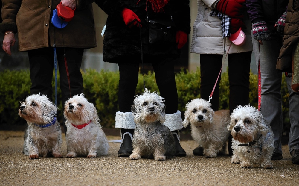 Денди терьеры