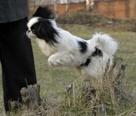 Японский хин