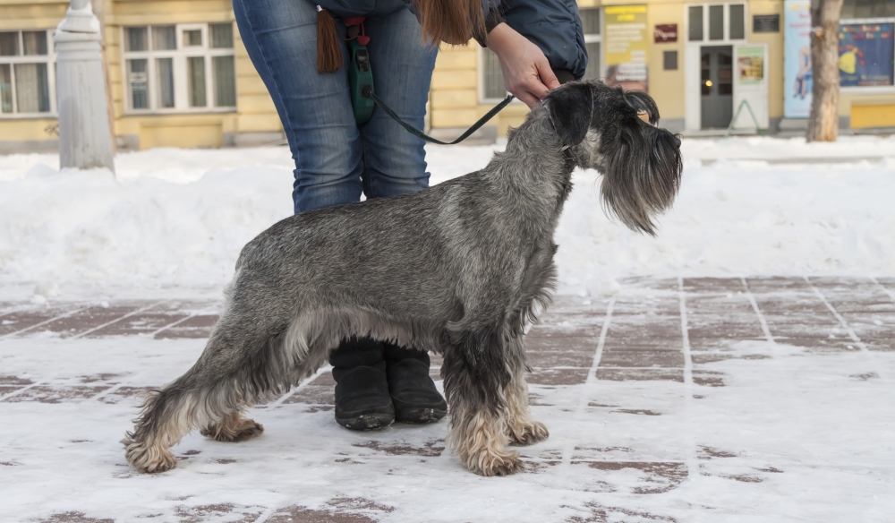 Standard schnauzer