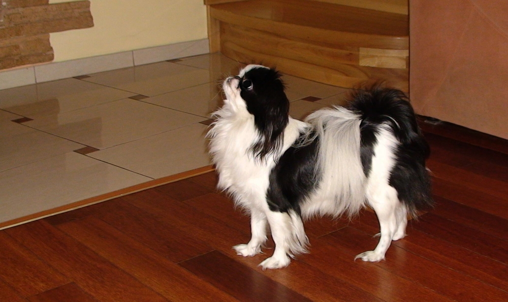 Японский хин