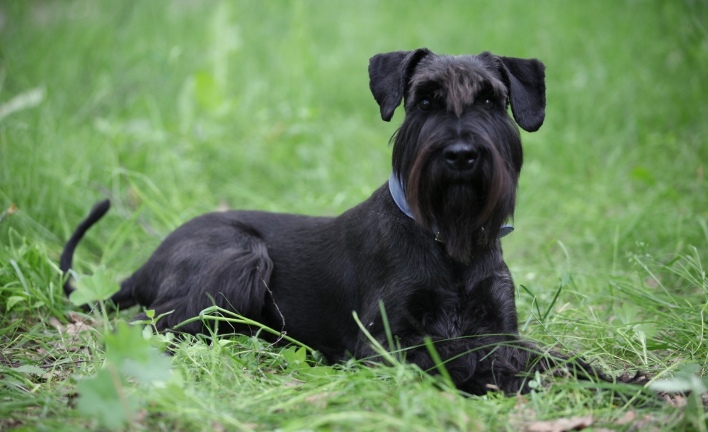 Standard schnauzer