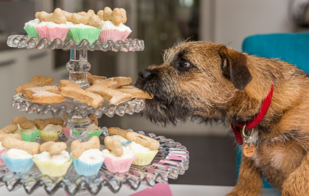 Бордер-терьер