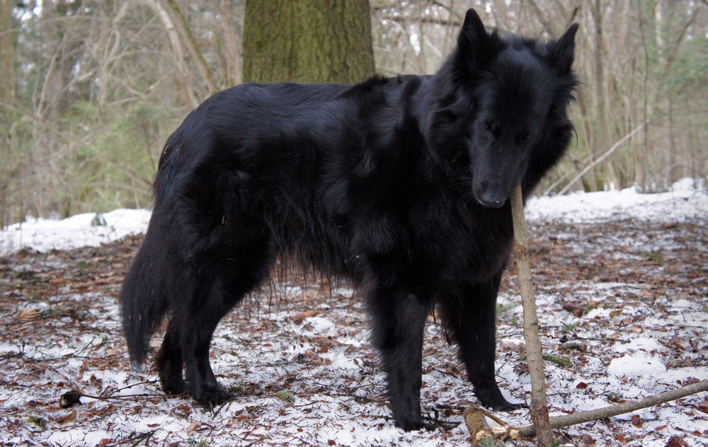 Грюнендаль