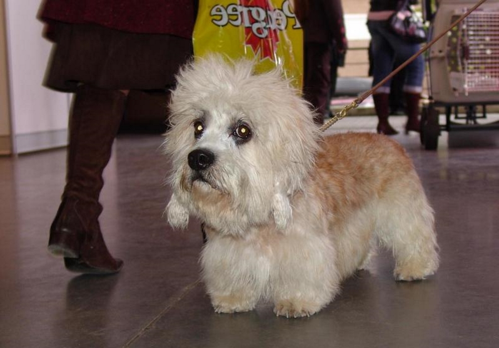 Денди терьер