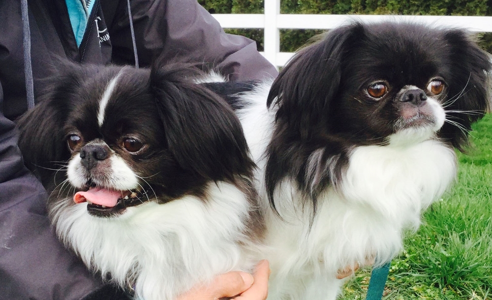 Японские хины