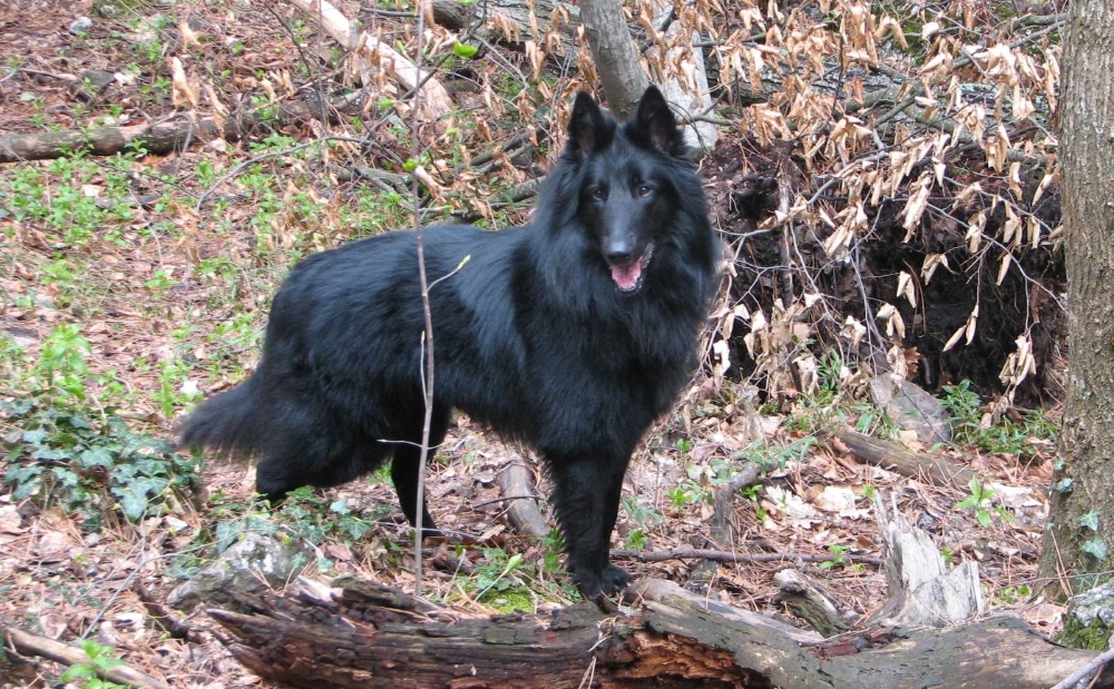 Грюнендаль