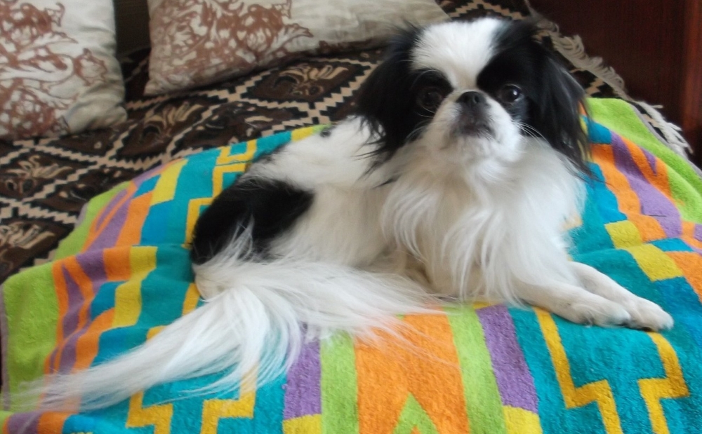 Японский хин