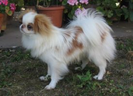 Японский хин